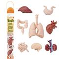 HUMAN-ORGANS-8PC-FIGURINE-TOOB-(Net)-