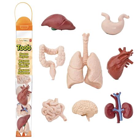 HUMAN ORGANS 8PC FIGURINE TOOB (Net) 